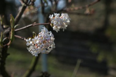 Baharın başlarında yakın plan pembe çiçek kümesi. Viburnum x bodnantense güzel kokulu çiçekler. Süslü bahçede güzel çiçekli çalılar..