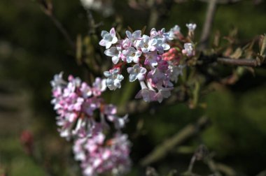 Baharın başlarında yakın plan pembe çiçek kümesi. Viburnum x bodnantense güzel kokulu çiçekler. Süslü bahçede güzel çiçekli çalılar..