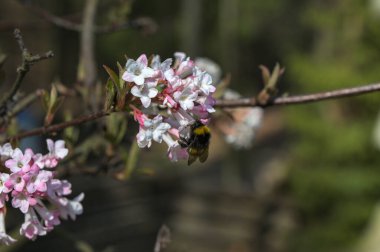 Baharın başlarında yakın plan pembe çiçek kümesi. Viburnum x bodnantense güzel kokulu çiçekler. Süslü bahçede güzel çiçekli çalılar..