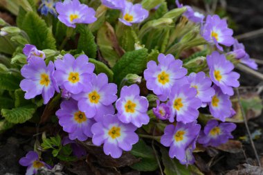 Bahçe mağazasının merkezinde, çok renkli bahçe çiçekleri olan çuha çiçeklerinin yakın plan çekimi. Primrose Primula Vulgaris çiçek açıyor.