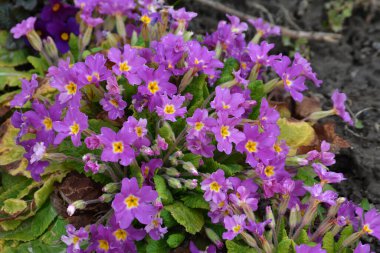 Bahçe mağazasının merkezinde, çok renkli bahçe çiçekleri olan çuha çiçeklerinin yakın plan çekimi. Primrose Primula Vulgaris çiçek açıyor.