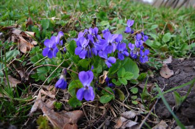 Genel menekşeli çiçek yatağı (Viola Kodorata) çiçek, geleneksel paskalya çiçekleri, çiçek arkaplanı, Paskalya bahar arkaplanı. Makro fotoğrafı kapat, seçici odak.