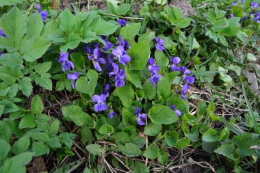 Genel menekşeli çiçek yatağı (Viola Kodorata) çiçek, geleneksel paskalya çiçekleri, çiçek arkaplanı, Paskalya bahar arkaplanı. Makro fotoğrafı kapat, seçici odak.