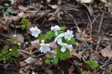 Ormanda ilkbahar mevsimi çiçek açıyor. Sahte Anemone ya da Isopyrum thalictroides, çiçek açan erken dönem Avrupa bitkisi ormanları, Ranunculaceae ailesi gibi.
