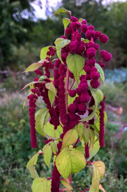 Amaranthus karnabahar at kuyruğu çiçekleri, yaklaşın. Bahçedeki dekoratif kırmızı mor bitkiler. Uzun kırmızı püsküller sarkan çiçekler