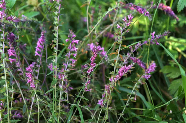 Çiçekte kırmızı bartsia (Odontites vernus). Scrophulariaceae familyasındaki bir parazit, pembe çiçekleri gösteriyor. Pembe çiçekler frenlerin diğer tarafında yetişiyor..