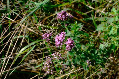 Oregano bal ve tıbbi bir bitkidir. Oregano ( lat. Origanum vulgare) - bir çeşit bitkisel bitki türü.