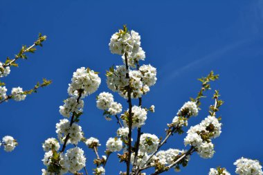 Yumuşak odaklı kiraz çiçekli makro dalları güneş ışığında hafif mavi gökyüzü arka planına odaklanıyor. Bahar doğasının güzel çiçek desenli manzarası.