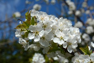 Yumuşak odaklı kiraz çiçekli makro dalları güneş ışığında hafif mavi gökyüzü arka planına odaklanıyor. Bahar doğasının güzel çiçek desenli manzarası.