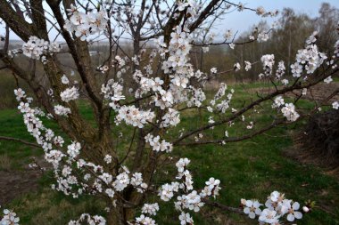 En yaygın olarak yetiştirilen kayısı türü - Prunus Armeniacus. Pembe bahar çiçekleri. Pembemsi yaprakları olan erik armeniaca çiçekleri.