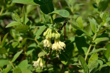 Haskap çileği çiçeği (bal çileği, lonicera caerulea, mavi böğürtlenli hanımeli, lonicera kamtschatica, tatlımeyvesi) - bir süper meyve, yüksek antioksidan içeriği. Seçici odak.