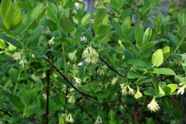 Haskap çileği çiçeği (bal çileği, lonicera caerulea, mavi böğürtlenli hanımeli, lonicera kamtschatica, tatlımeyvesi) - bir süper meyve, yüksek antioksidan içeriği. Seçici odak.