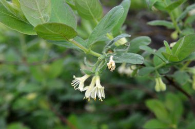 Haskap çileği çiçeği (bal çileği, lonicera caerulea, mavi böğürtlenli hanımeli, lonicera kamtschatica, tatlımeyvesi) - bir süper meyve, yüksek antioksidan içeriği. Seçici odak.