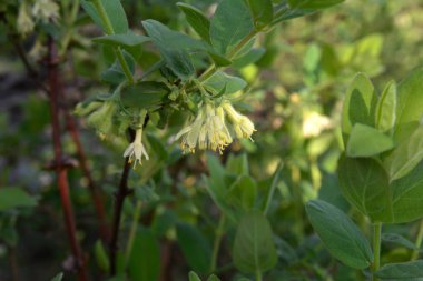 Haskap çileği çiçeği (bal çileği, lonicera caerulea, mavi böğürtlenli hanımeli, lonicera kamtschatica, tatlımeyvesi) - bir süper meyve, yüksek antioksidan içeriği. Seçici odak.