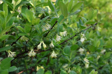 Haskap çileği çiçeği (bal çileği, lonicera caerulea, mavi böğürtlenli hanımeli, lonicera kamtschatica, tatlımeyvesi) - bir süper meyve, yüksek antioksidan içeriği. Seçici odak.