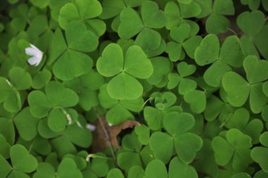 Bir ağacın arka planında çiçek açan beyaz Shamrock oksalis asetosella çiçekleri ve bir bahar ormanında yakın plan yeşil yapraklar.