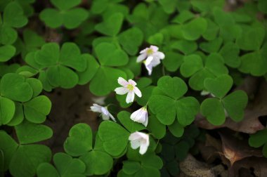 Bir ağacın arka planında çiçek açan beyaz Shamrock oksalis asetosella çiçekleri ve bir bahar ormanında yakın plan yeşil yapraklar.