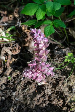 Parazit bitkisi ortak dişotu (Lathraea squamaria). İlkbaharda doğal yaşam alanında diş otu yetiştirme, Lathraea squamaria