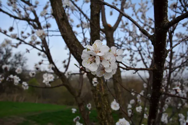 stock image The most commonly cultivated apricot species - Prunus armeniaca.Pink purple spring flowers. Prunus armeniaca flowers with five white to pinkish petals.