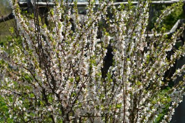 Nanking Cherry 'nin güzel kokulu bahar çiçekleri. Çiçek açan gür çalılar. Çiçeklerle kaplı Prunus tomentosa çalıları..