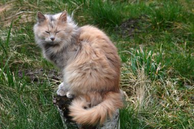 Güzel bir karamel renkli kedi sokakta dinleniyor. Şirin tüylü kedi sarı yeşil gözler ve uzun bej-kahverengi kürk.