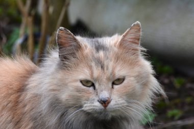 Güzel bir karamel renkli kedi sokakta dinleniyor. Şirin tüylü kedi sarı yeşil gözler ve uzun bej-kahverengi kürk.