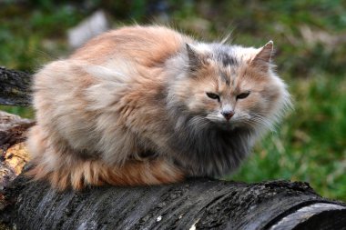 Güzel bir karamel renkli kedi sokakta dinleniyor. Şirin tüylü kedi sarı yeşil gözler ve uzun bej-kahverengi kürk.