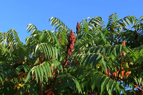 Geyik sumağı (ya da tüylü sumac veya sirke ağacı) tohumlarının yeşil yaprakları ve kırmızı infloresanları. Latince adı Rhus typhina