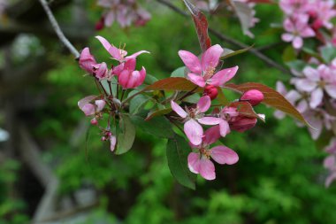 Baharda pembe kiraz çiçeklerinin yakın çekimi. Çiçek açan pembe ağacın dalları Malus prunifolia veya şehir bahçesinde elmalar. Yakın plan. Seçici odak.