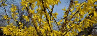 Önünde yeşil çimenler ve mavi gökyüzü olan fındık çiçekleri. Altın Çan, Forsythia Sınırı (Forsythia x intermedia, europaea) İlkbahar Bahçesi çalılığında çiçek açıyor