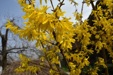 Önünde yeşil çimenler ve mavi gökyüzü olan fındık çiçekleri. Altın Çan, Forsythia Sınırı (Forsythia x intermedia, europaea) İlkbahar Bahçesi çalılığında çiçek açıyor