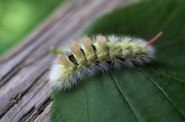 Calliteara pudibunda, soluk tussock, Erebidae familyasından bir güve türü. Tırtıl Calliteara pudibunda - doğal ortamda mükemmel makro detaylar.