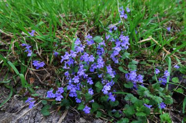 İlkbaharda, Glechoma hederacea vahşi doğada büyür ve çiçek açar. Genellikle sürünen Charlie olarak adlandırılan sarmaşık, Lamiaceae familyasından otçul, aromatik, yemyeşil bir sürüngen ve çiçek açan bir bitkidir..