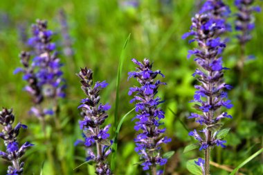 Baharda Ajuga Reptans Atropurpurea 'nın güzel mavi çiçeklerine yakın çekim. Mavi borazanlar çiçek açan bahar çiçekleri, çiçek açan bugleweed çiçekleri grubu.