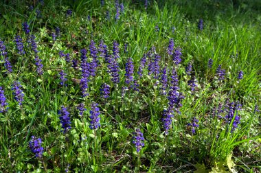 Baharda Ajuga Reptans Atropurpurea 'nın güzel mavi çiçeklerine yakın çekim. Mavi borazanlar çiçek açan bahar çiçekleri, çiçek açan bugleweed çiçekleri grubu.