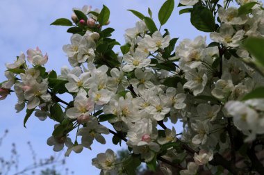 İlkbaharda güzel bir elma ağacı filizlenir. Yakın planda çiçek açan bir elma dalı. Bahar doğası uyanıyor.