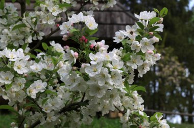 İlkbaharda güzel bir elma ağacı filizlenir. Yakın planda çiçek açan bir elma dalı. Bahar doğası uyanıyor.