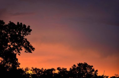 Siluetli ağaçlar, gün doğumunda renkli bir gökyüzüne karşı durur ve dramatik bir sahne yaratır.