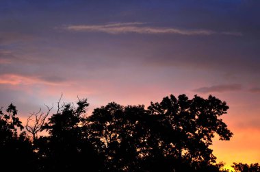 Siluetli ağaçlar, gün doğumunda renkli bir gökyüzüne karşı durur ve dramatik bir sahne yaratır.