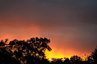 Siluetli ağaçlar, gün doğumunda renkli bir gökyüzüne karşı durur ve dramatik bir sahne yaratır.