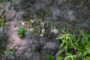 (Silene nutans, Caryophyllaceae familyasından çiçekli bir bitki türüdür. Yazın vahşi bitki vuruşu..