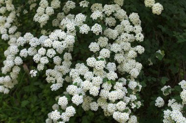 Bahar bahçesindeki Spiraea Vanhouttei 'nin çiçekli dalları - seçici odak, kopya alanı. Bahçede çiçek açan spirea.