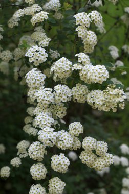 Bahar bahçesindeki Spiraea Vanhouttei 'nin çiçekli dalları - seçici odak, kopya alanı. Bahçede çiçek açan spirea.