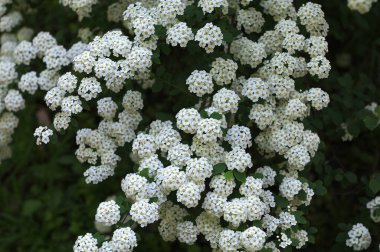 Bahar bahçesindeki Spiraea Vanhouttei 'nin çiçekli dalları - seçici odak, kopya alanı. Bahçede çiçek açan spirea.