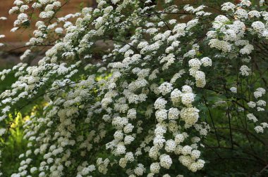 Bahar bahçesindeki Spiraea Vanhouttei 'nin çiçekli dalları - seçici odak, kopya alanı. Bahçede çiçek açan spirea.