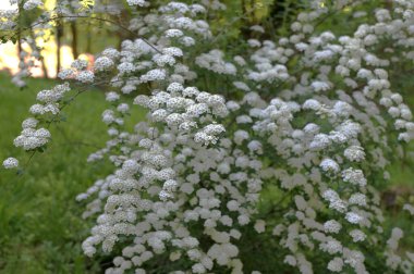 Bahar bahçesindeki Spiraea Vanhouttei 'nin çiçekli dalları - seçici odak, kopya alanı. Bahçede çiçek açan spirea.