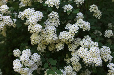 Bahar bahçesindeki Spiraea Vanhouttei 'nin çiçekli dalları - seçici odak, kopya alanı. Bahçede çiçek açan spirea.