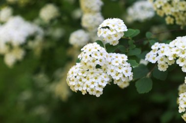 Bahar bahçesindeki Spiraea Vanhouttei 'nin çiçekli dalları - seçici odak, kopya alanı. Bahçede çiçek açan spirea.