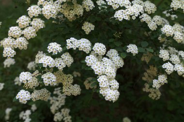 Bahar bahçesindeki Spiraea Vanhouttei 'nin çiçekli dalları - seçici odak, kopya alanı. Bahçede çiçek açan spirea.