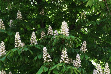 Kestane ağacı çiçeği. Büyük bahar infloresansı. Beyaz çiçek ve yeşil yapraklar. Baharda bir parkta at kestanesinin çiçek açması.